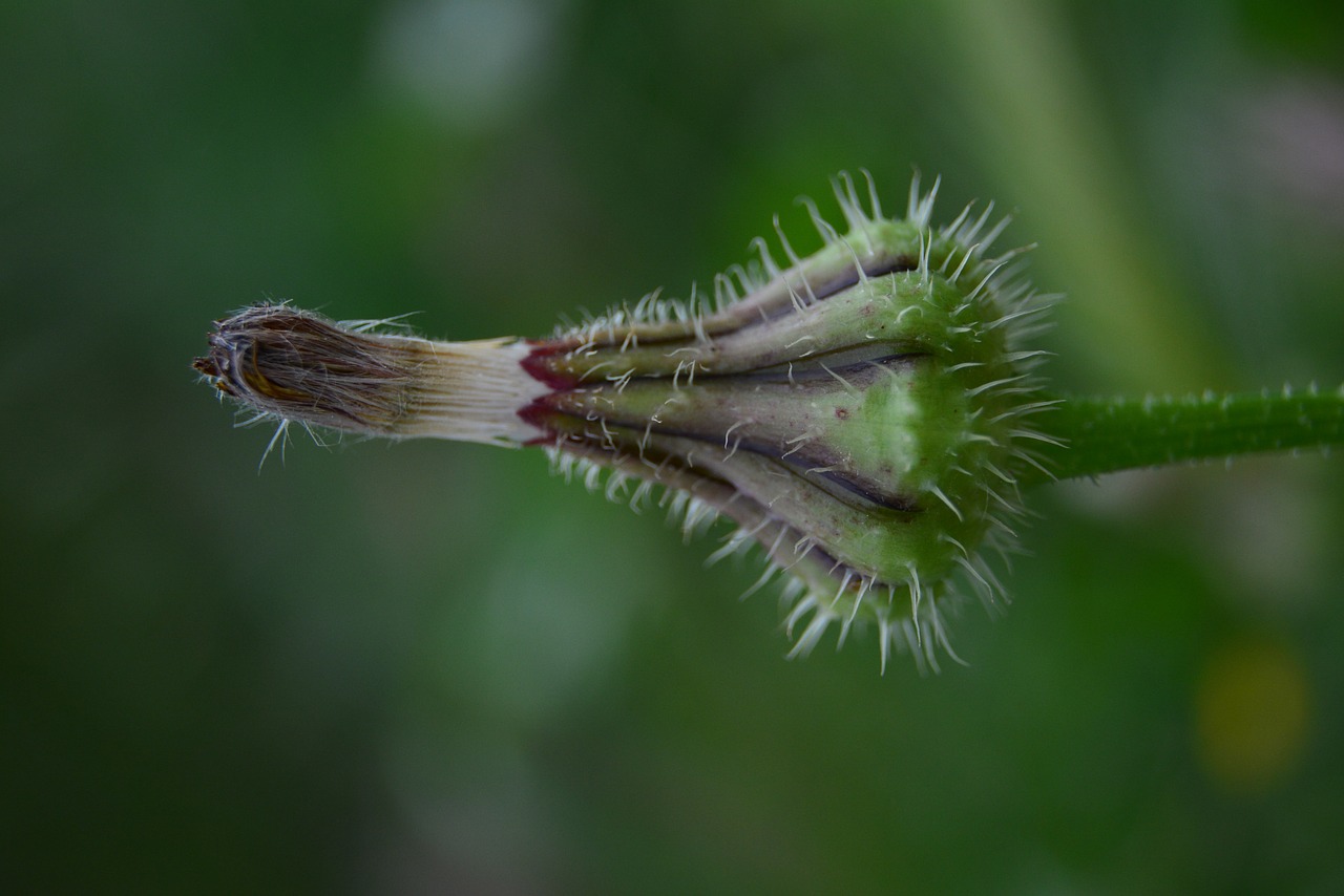 Lemputė, Augalas, Žalias, Makro, Flora, Nemokamos Nuotraukos,  Nemokama Licenzija