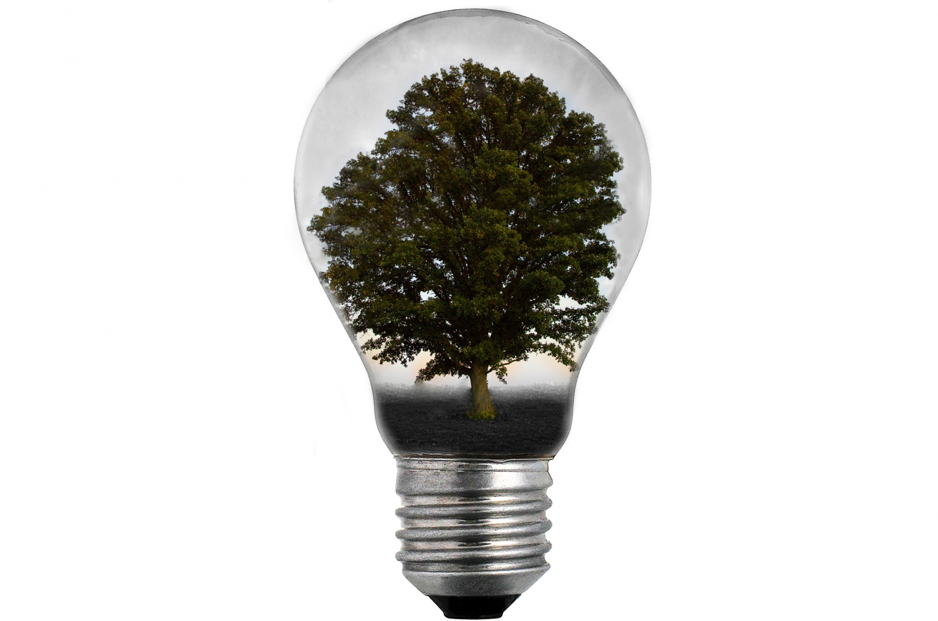 Medis,  Lemputė,  Lemputė,  Žalias,  Šviesa,  Inovacijos,  Galia,  Tarša,  Kyoto,  Lapai