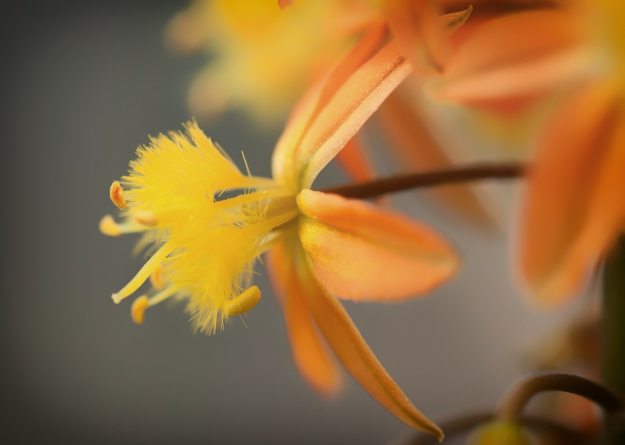 Bulbine Frutescens, Gėlė, Oranžinė, Iš Arti, Makro, Augalai, Gamta, Lauke, Gražus, Nemokamos Nuotraukos