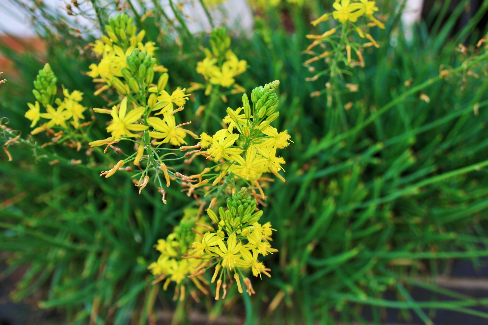 Bulbine,  Žydėjimas,  Geltona,  Skanėsto,  Klasteris,  Bulbinis Žydėjimas, Nemokamos Nuotraukos,  Nemokama Licenzija