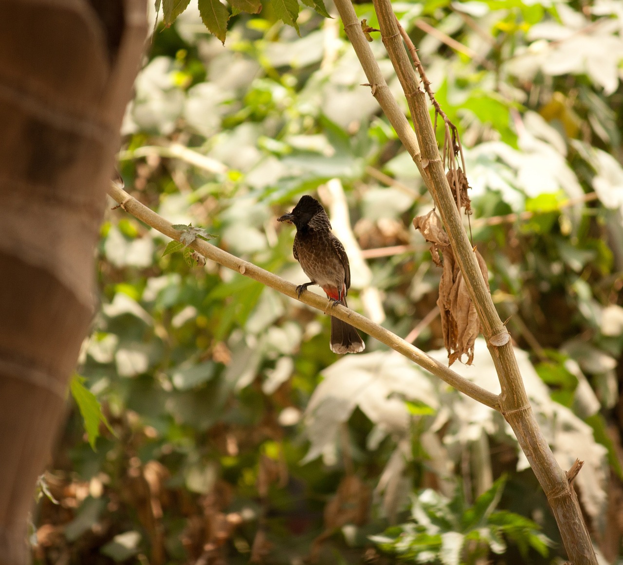 Bulbul, Redvented, Sustingęs, Paukštis, Paukštis, Fauna, Indija, Nemokamos Nuotraukos,  Nemokama Licenzija