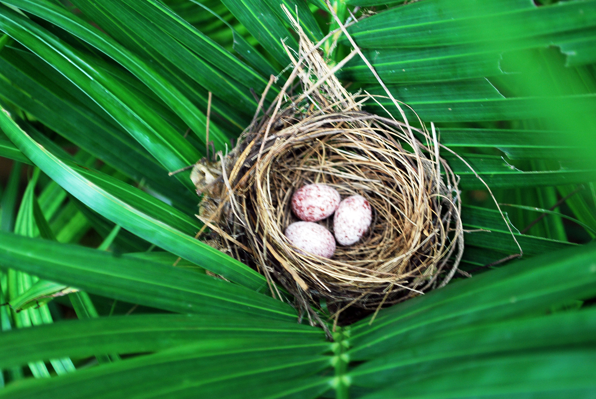 Paukštis,  Bulbul,  Lizdas,  Kiaušiniai,  Bulbulo Lizdas Ir Kiaušiniai, Nemokamos Nuotraukos,  Nemokama Licenzija