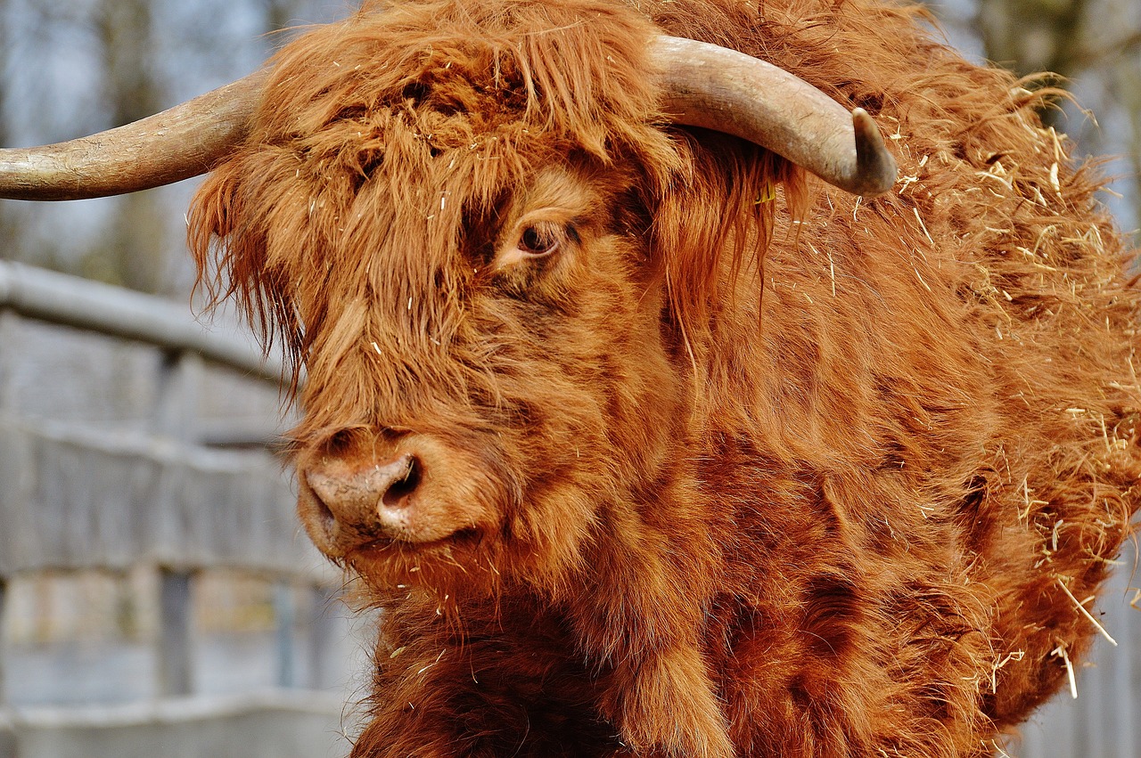 Bulius, Jautiena, Ragai, Ūkis, Gyvūnas, Laukinės Gamtos Fotografija, Gyvūnų Pasaulis, Nemokamos Nuotraukos,  Nemokama Licenzija