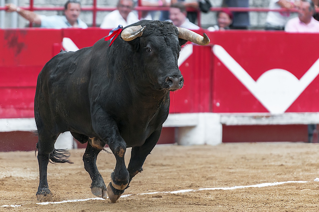 Bulius, Arenos, Beaucaire, Kareivis, Nemokamos Nuotraukos,  Nemokama Licenzija