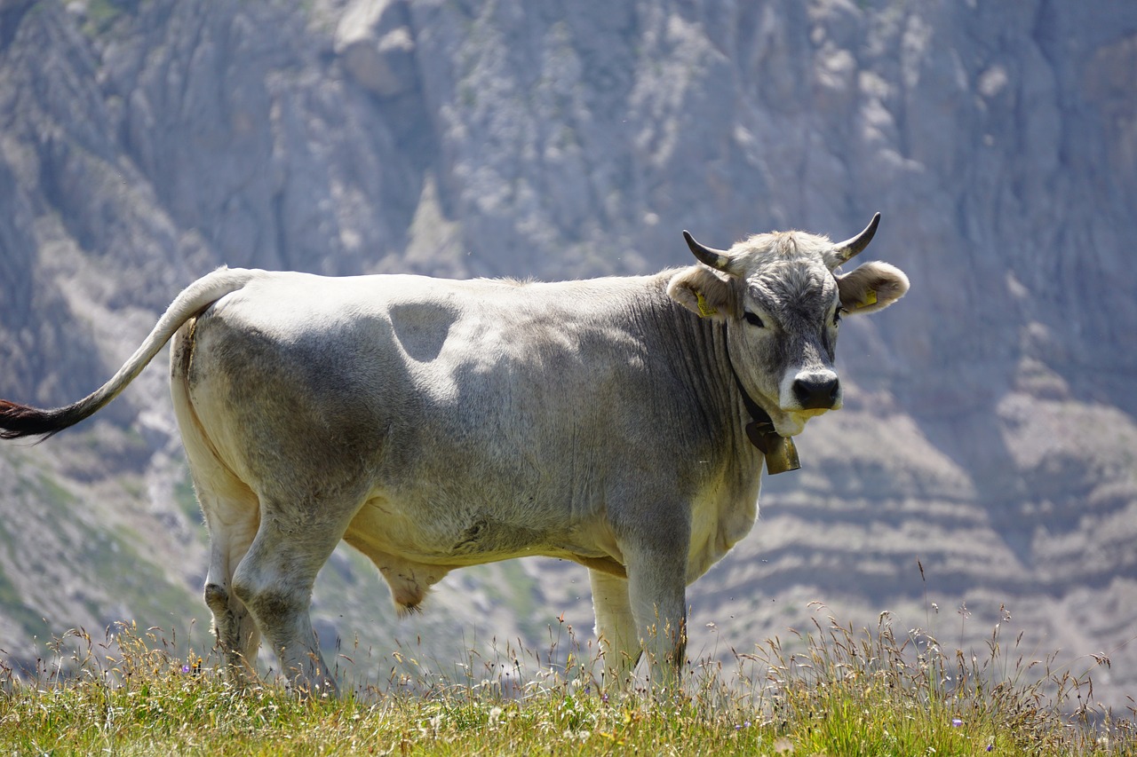 Bulius, Kalnai, Varpas, Jautiena, Bos Primigenius Taurus, Nemokamos Nuotraukos,  Nemokama Licenzija