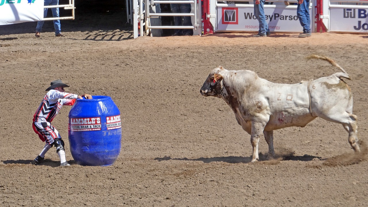 Bull,  Žmogus,  Gyvūnas,  Atrajotojų,  Calgary Stampede,  Kanada, Nemokamos Nuotraukos,  Nemokama Licenzija