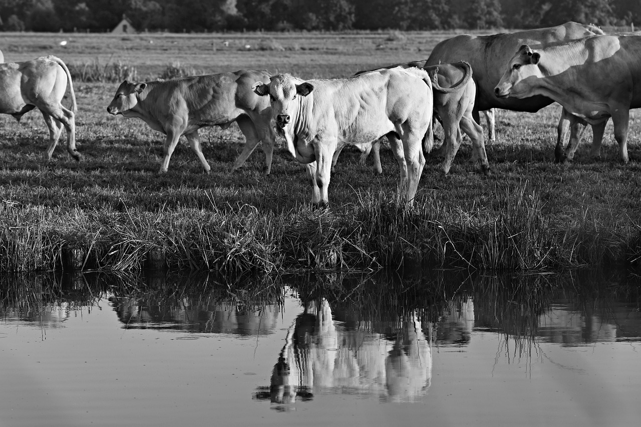 Bull,  Karvė,  Galvijų,  Gyvūnas,  Žinduolis,  Gyvulininkystė,  Bandos,  Ganyklos,  Kaimo,  Kaimo