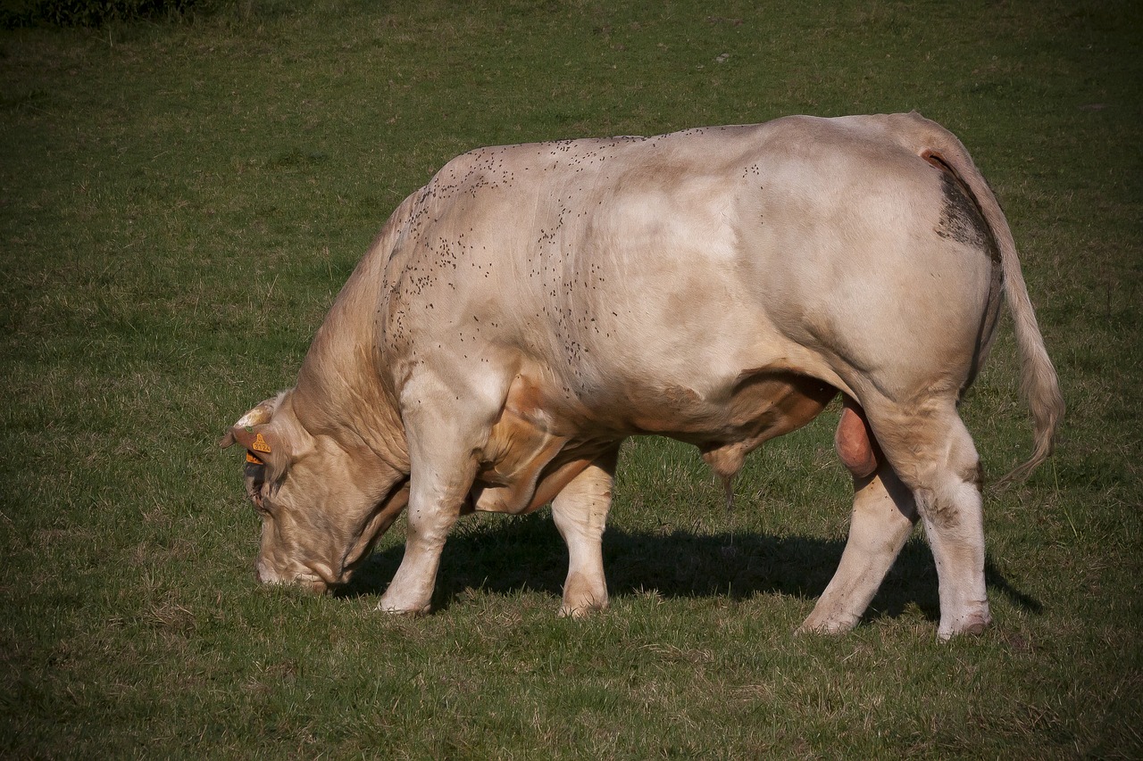 Bull,  Jautiena,  Lenktynės,  Galvijų,  Gyvūnas,  Sėklides,  Ganyklos,  Pobūdį,  Meadow,  Kaimo