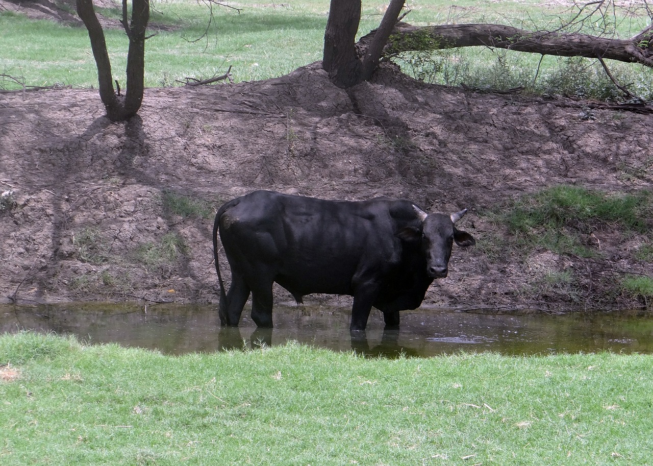 Bulius, Galvijai, Galvijai, Bharatpur, Indija, Nemokamos Nuotraukos,  Nemokama Licenzija