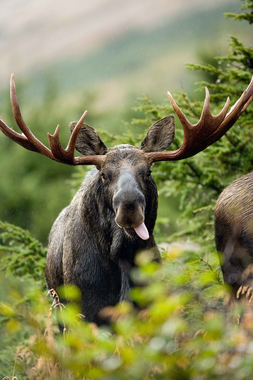 Bulius, Kulka, Elnelis, Briedis, Elnias, Gyvūnai, Fauna, Nemokamos Nuotraukos,  Nemokama Licenzija