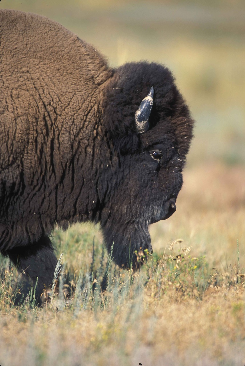 Bulius, Pusė, Priekinis, Profilis, Buivolai, Bizonas, Gyvūnai, Fauna, Nemokamos Nuotraukos,  Nemokama Licenzija