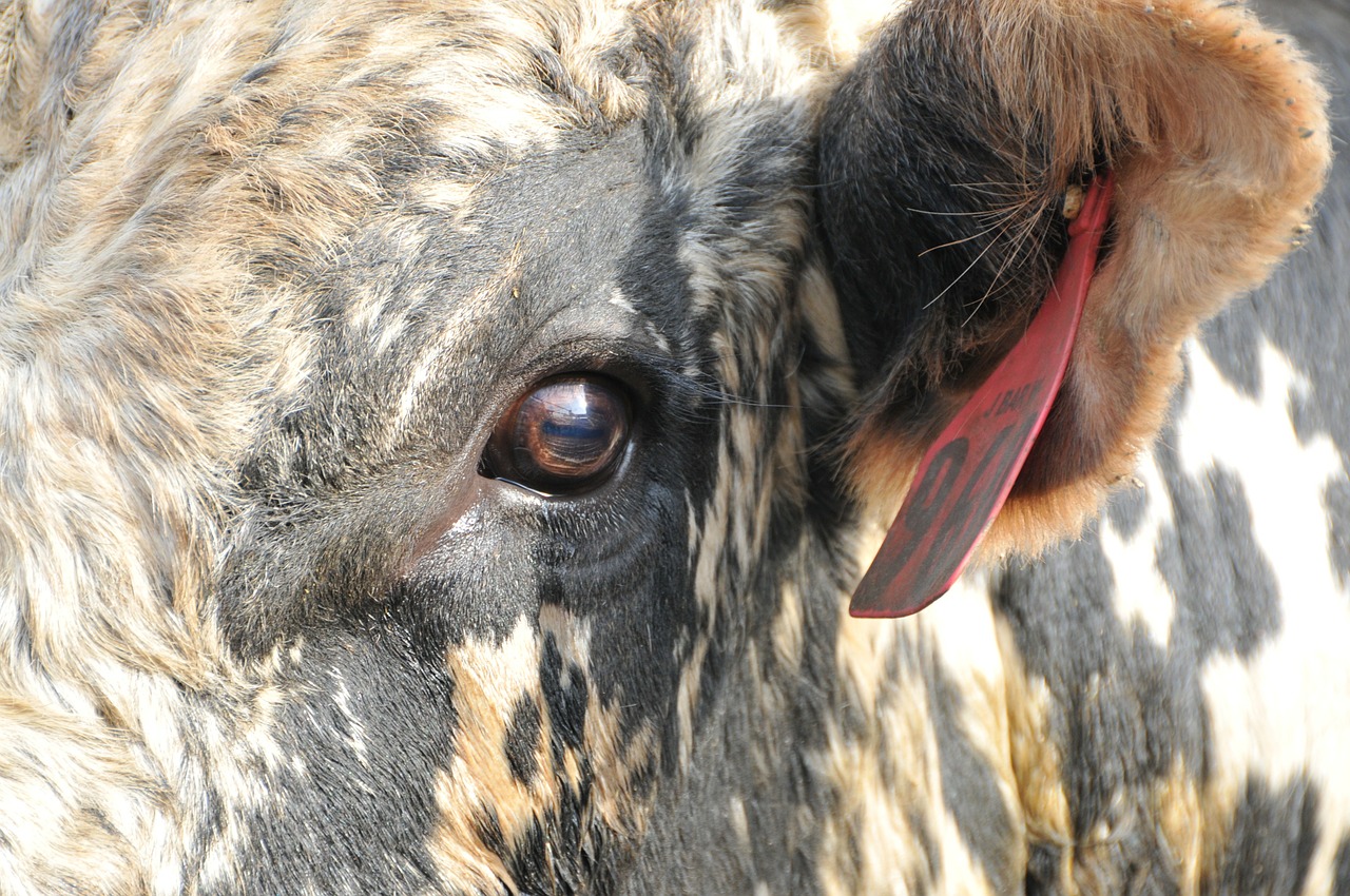 Bulius, Rodeo, Bulio Akis, Galvijai, Karvė, Gyvūnas, Vakarų, Ranča, Galvijai, Bucking