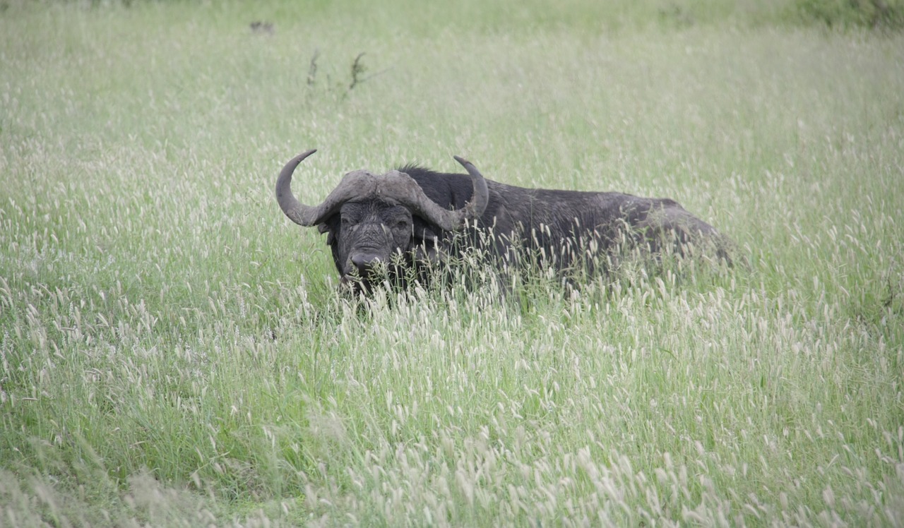 Bulius,  Afrika,  Laukiniai,  Gamta,  Žalias,  Gyvūnas,  Laukinė Gamta,  Natūralus,  Safari, Nemokamos Nuotraukos