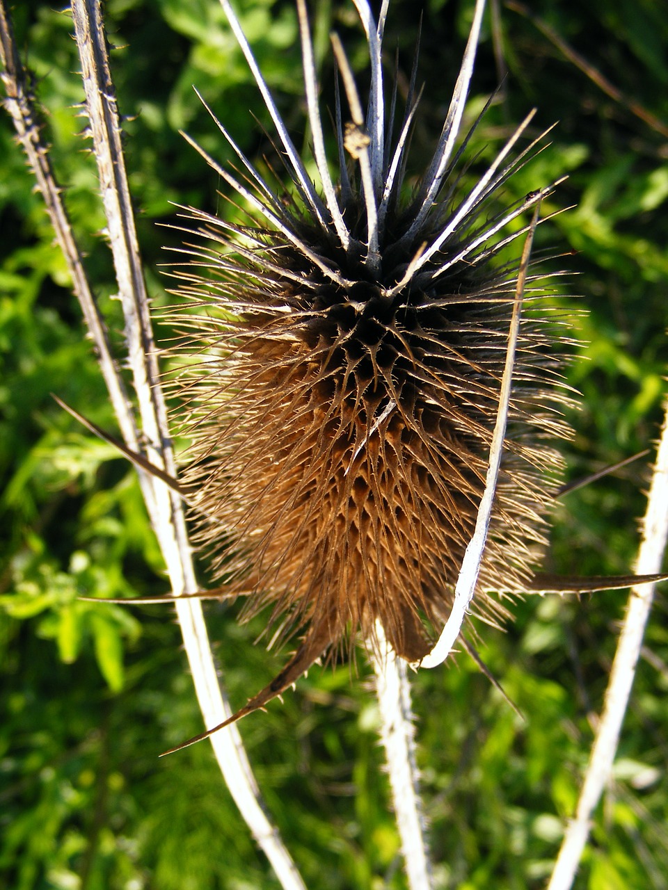 Bulius, Cirsium, Lanceolatum, Aštrus, Dangus, Ietis, Drakonas, Vulgare, Augalai, Nemokamos Nuotraukos