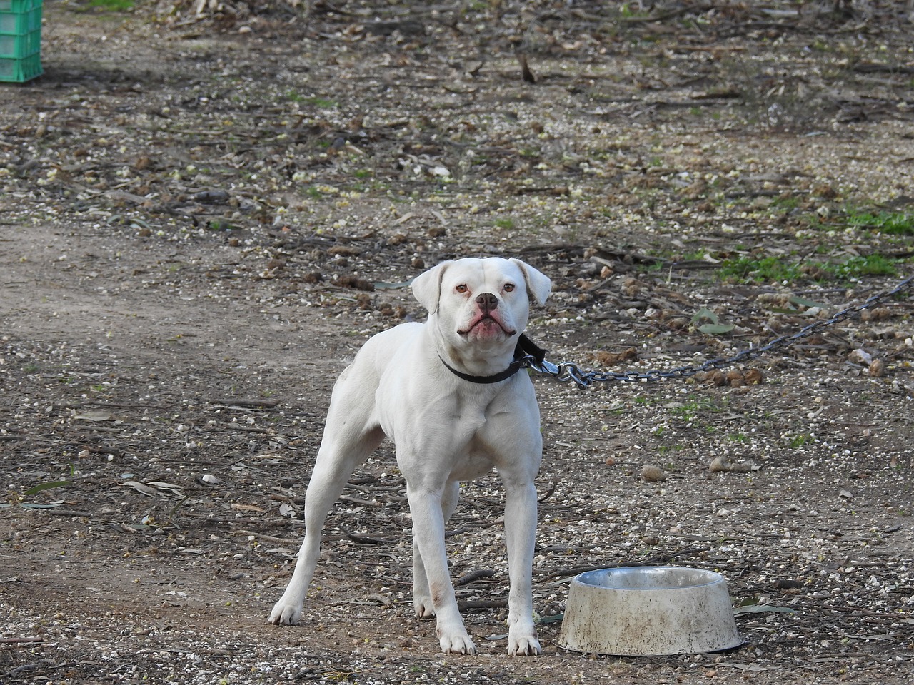 Bulių Šuo, American Bull Dog, Šuo, Piktas, Gynyba, Apsaugos Šuo, Baltas Šuo, Atakuoti Šunį, Nemokamos Nuotraukos,  Nemokama Licenzija