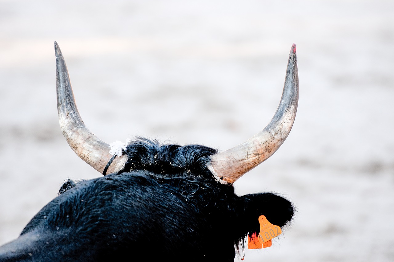 Bulių Rasės, Bulius, Camargue Lenktynės, Ragas, Karvytė, Nemokamos Nuotraukos,  Nemokama Licenzija