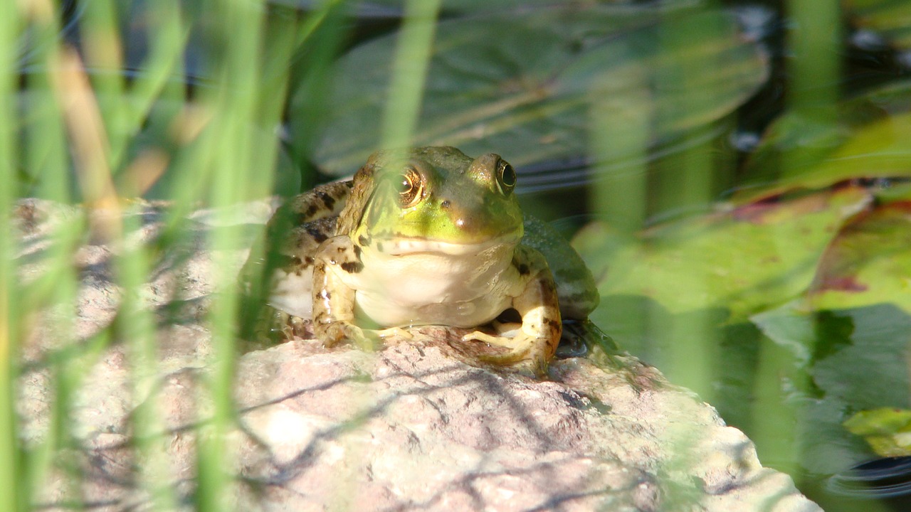 Lizdas, Amfibija, Rupūžė, Varlė, Laukinė Gamta, Tvenkinys, Gamta, Gyvūnas, Amerikietis, Fauna