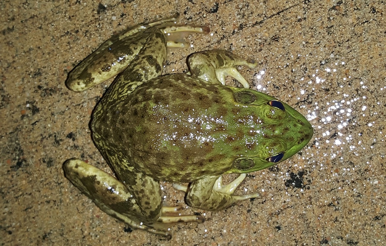 Lizdas, American Bullfrog, Varlė, Amfibija, Varlių Kojos, Kiaurastis, Croaking, Gamta, Fauna, Iš Arti