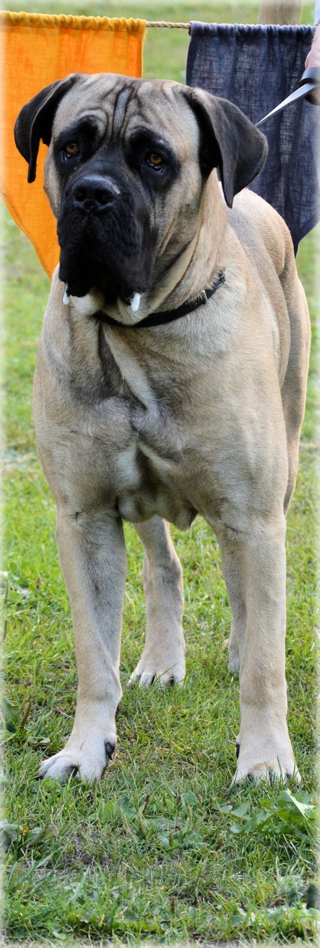 Šuo,  Naminis Gyvūnėlis,  Grynaveisliai & Nbsp,  Šuo,  Bullmastiff,  Bullmastiff 04, Nemokamos Nuotraukos,  Nemokama Licenzija