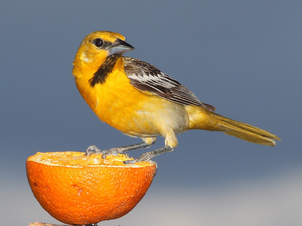 Buliukai Oriole, Paukštis, Sustingęs, Oranžinė, Vaisiai, Gamta, Laukinė Gamta, Giesmininkas, Lauke, Paukščių Stebėjimas