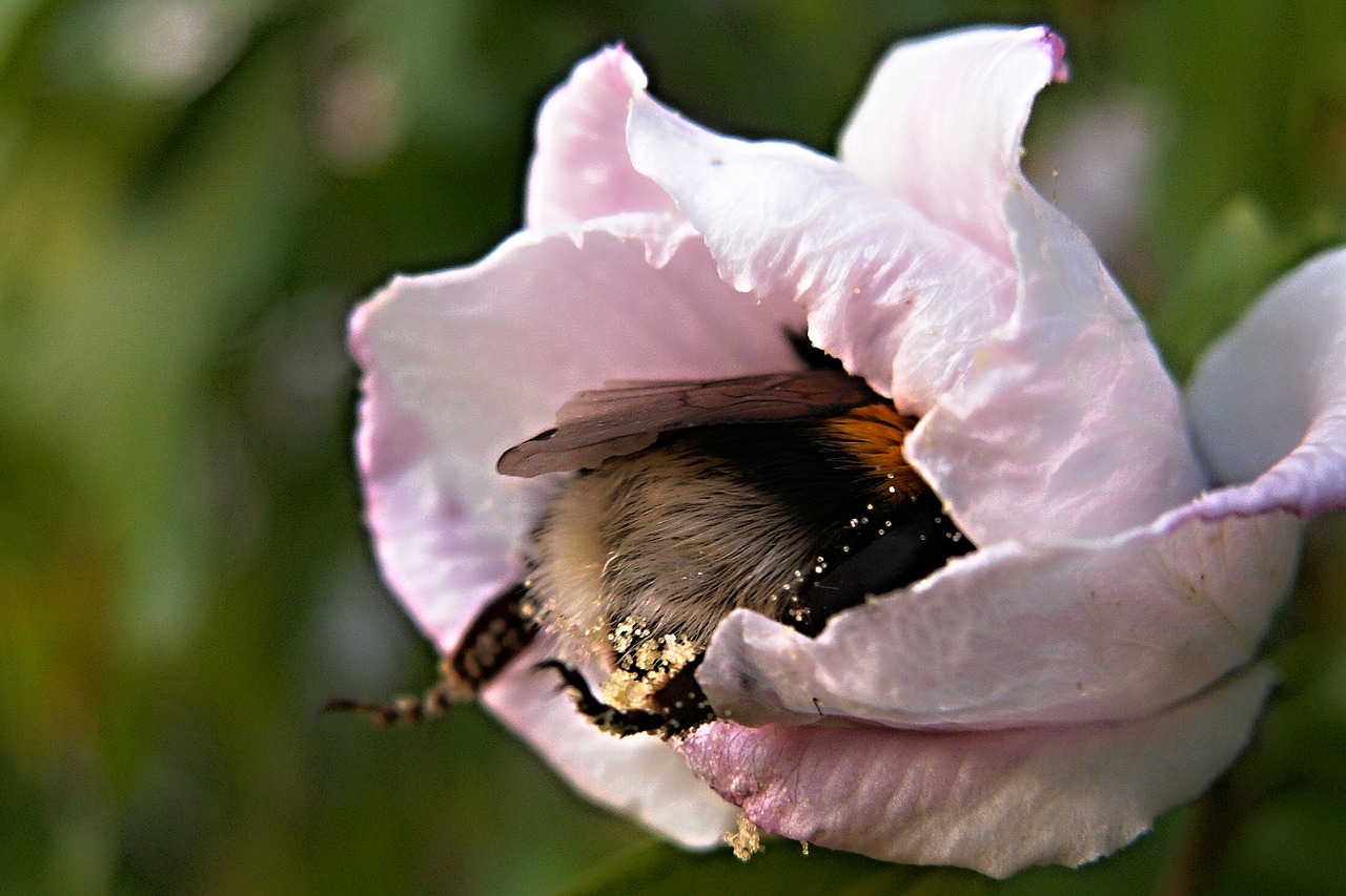 Kamanė, Gėlė, Žiedadulkės, Hibiscus, Vabzdys, Makro, Rožinis, Nemokamos Nuotraukos,  Nemokama Licenzija