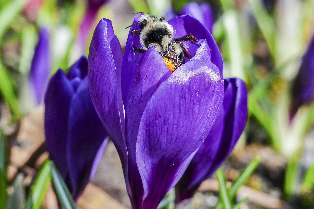 Kamanė, Violetinė, Crocus, Žiedas, Gėlė, Gamta, Pavasaris, Sodas, Augalas, Flora