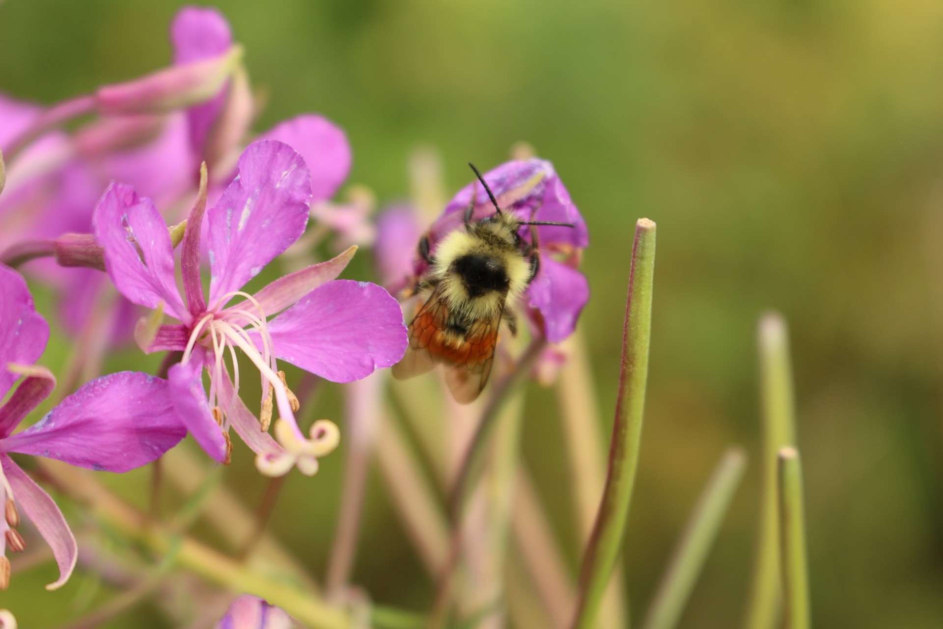 Kamanė,  Bičių,  Violetinė,  Laukiniai,  Gėlė,  Kamaninė Violetinė Laukinė Gėlė, Nemokamos Nuotraukos,  Nemokama Licenzija