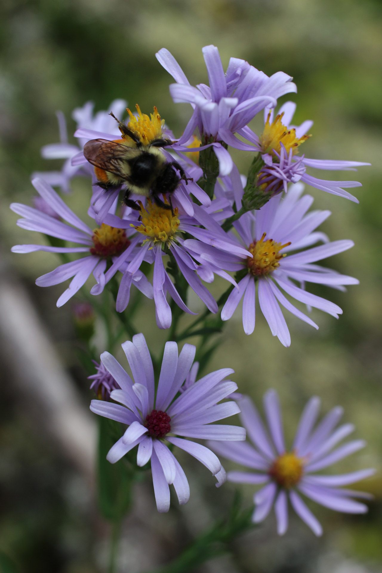 Kamanė,  Bičių,  Violetinė,  Laukiniai,  Gėlė,  Kamaninė Violetinė Laukinė Gėlė, Nemokamos Nuotraukos,  Nemokama Licenzija