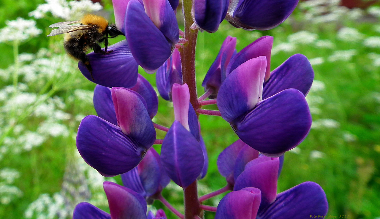 Lupinas,  Lupinas,  Gėlė,  Kamanė,  Kamanė, Nemokamos Nuotraukos,  Nemokama Licenzija