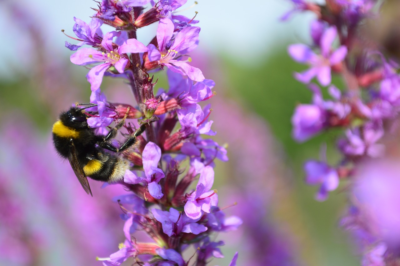 Kamanė, Kamanė, Kamanė, Bičių, Violetinė, Gėlė, Nemokamos Nuotraukos,  Nemokama Licenzija