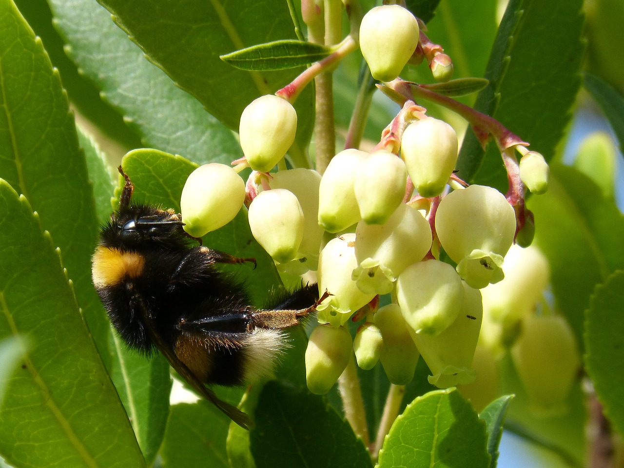 Kamanė, Drone, Braškių Medis, Arbutus Gėlė, Libar, Nemokamos Nuotraukos,  Nemokama Licenzija