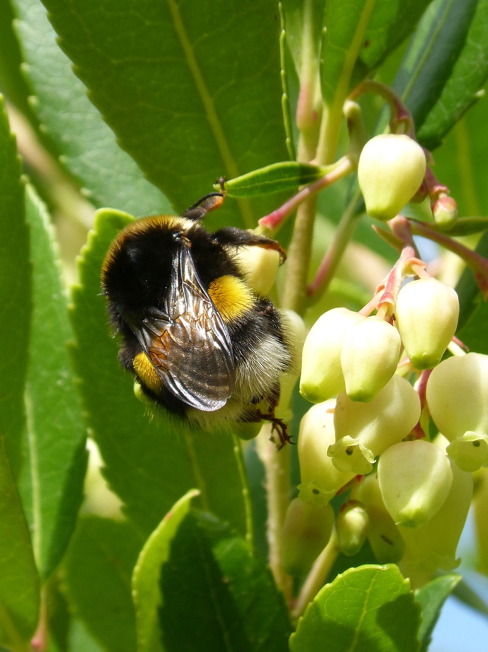 Kamanė, Arbutus Gėlė, Libar, Vabzdys, Drone, Išsamiai, Nemokamos Nuotraukos,  Nemokama Licenzija