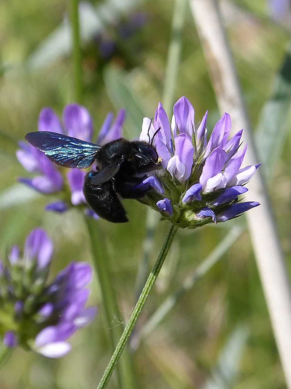 Bamblys Dailidė, Xilocopa Violetinė, Juoda Kamanė, Gėlė, Libar, Nemokamos Nuotraukos,  Nemokama Licenzija