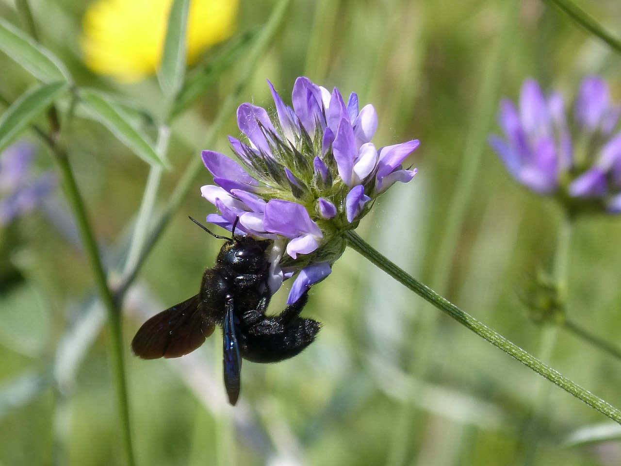 Bamblys Dailidė, Xilocopa Violetinė, Juoda Kamanė, Gėlė, Libar, Nemokamos Nuotraukos,  Nemokama Licenzija