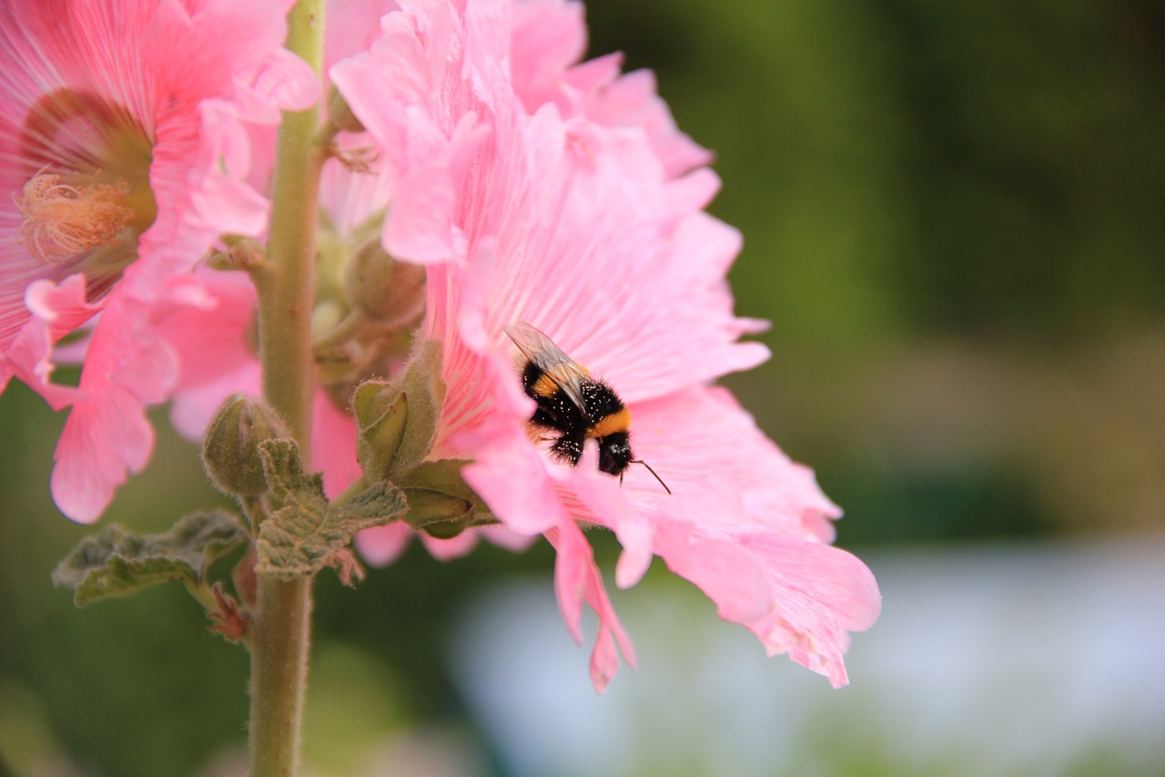 Šampanas Hollyhock, Gėlė, Uždaryti, Rožinė Gėlė, Nemokamos Nuotraukos,  Nemokama Licenzija