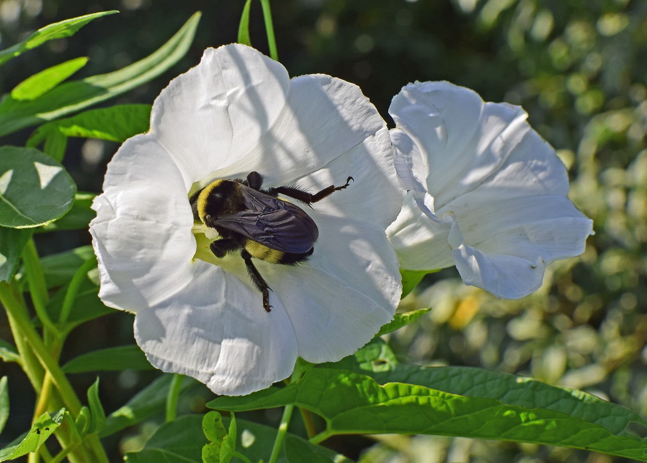 Ryto Šlovės Kamanė, Vabzdys, Apdulkintojas, Gyvūnas, Wildflower, Gėlė, Žiedas, Vynmedis, Augalas, Gamta