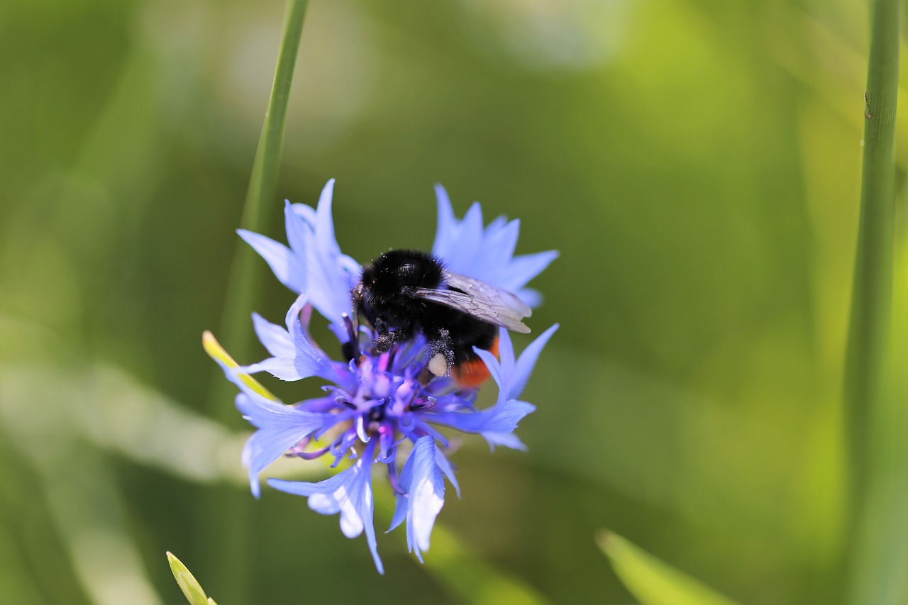 Kamane Dėl Rugiagėlių,  Rugiagėlė,  Mėlyna,  Meadow,  Makro,  Laukas,  Gėlių,  Žydėjimas, Nemokamos Nuotraukos,  Nemokama Licenzija