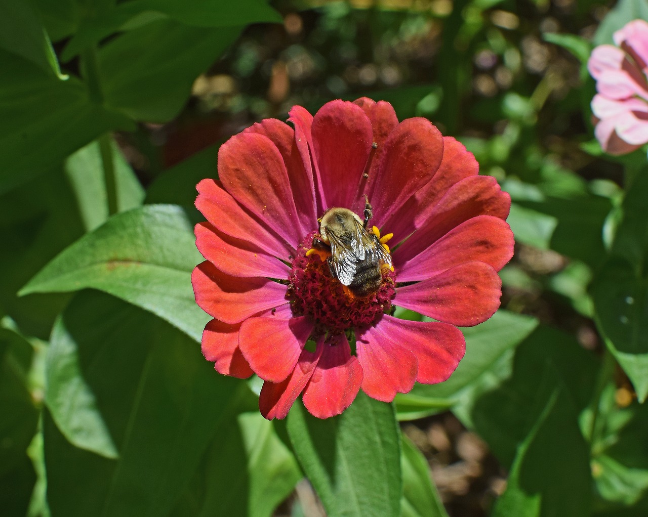 Kamanė Ant Zinnijos, Drugelis, Vabzdys, Bičių, Gyvūnas, Gėlė, Žiedas, Žydėti, Sodas, Gamta