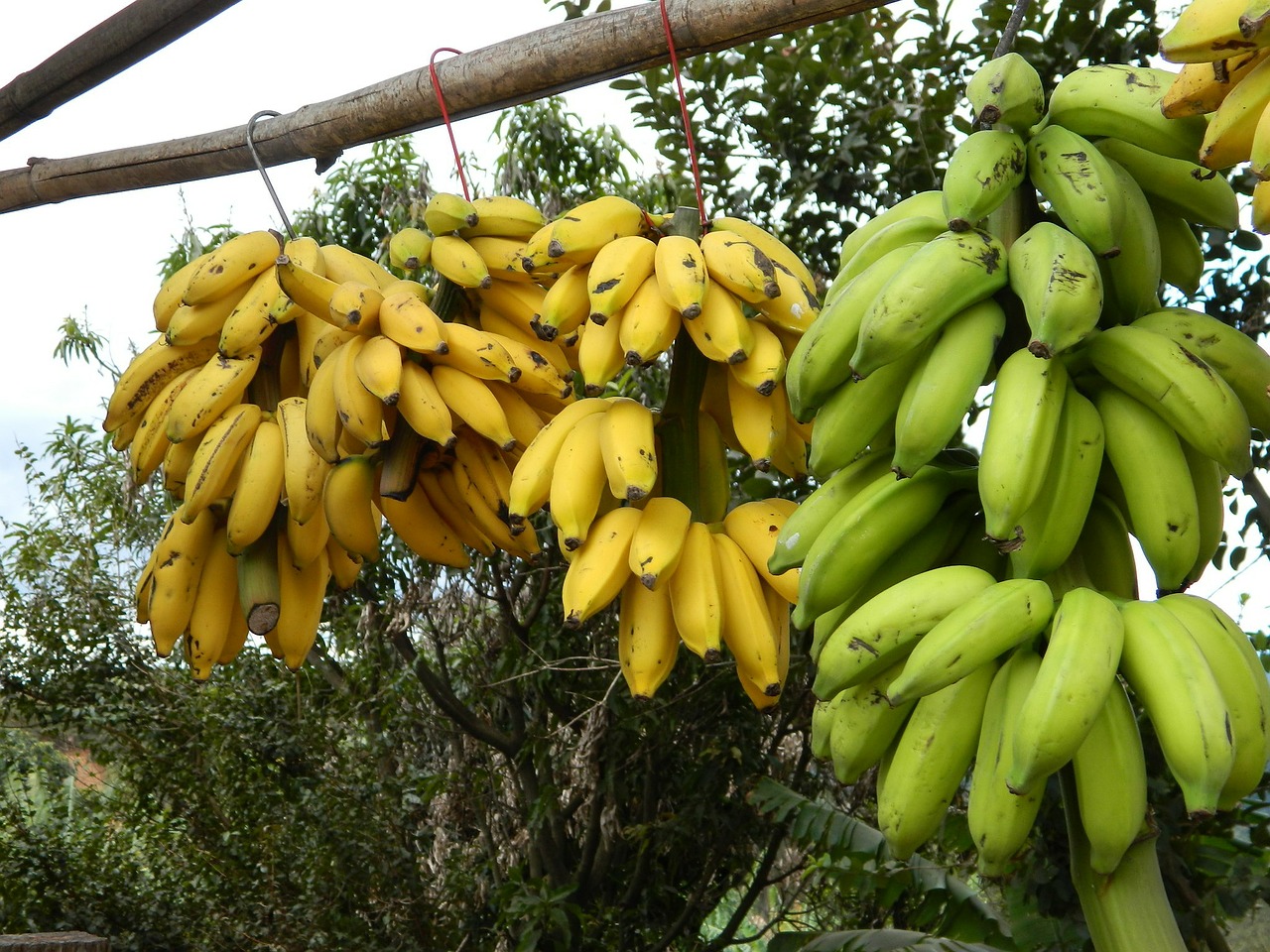 Krūva Bananų, Bananas, Prekyba Kelyje, Nemokamos Nuotraukos,  Nemokama Licenzija