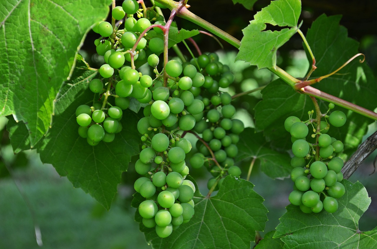 Vynuogių Kekė, Vaisiai, Vynas, Vynuogės, Mityba, Sveikata, Gamta, Vitaminai, Owocostan, Makro
