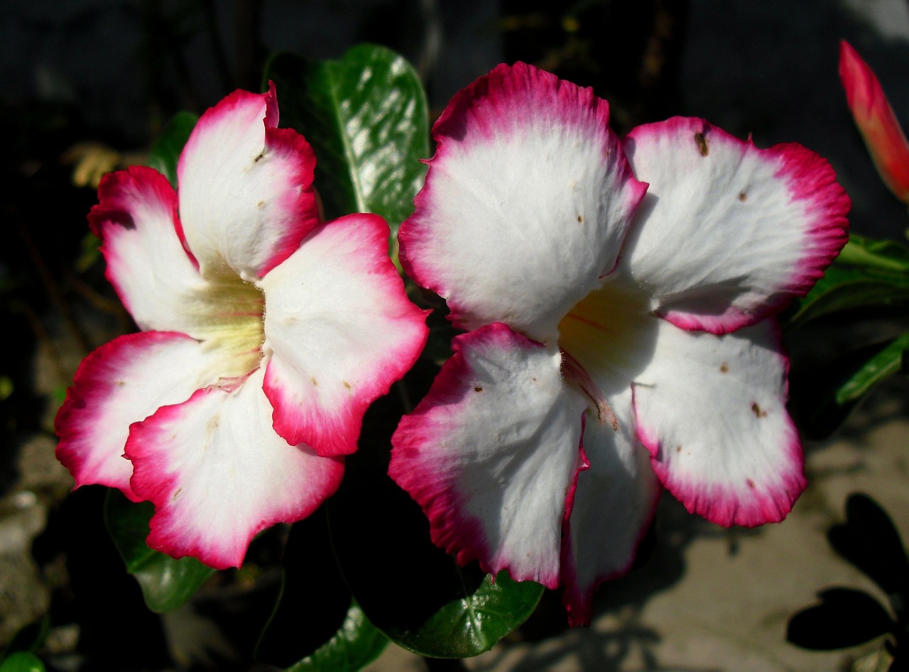 Gėlės, Japanese Frangipani, Java, Indonezija, Gėlė, Adenium, Rožinė, Gamta, Tropinės Gėlės, Sodas