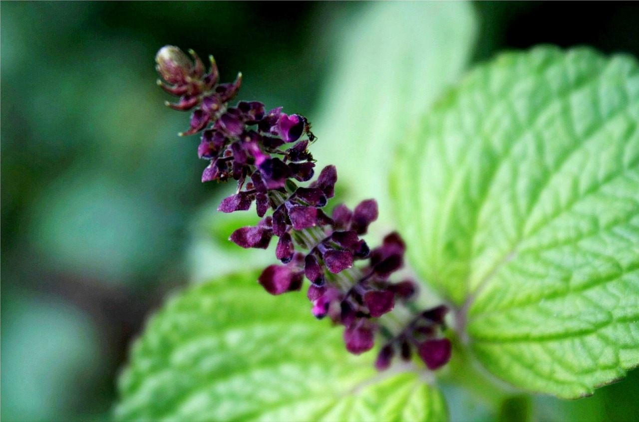 Bunga, Ungu, Indonezija, Asian, Gėlė, Flora, Gražus, Gamta, Violetinė, Žalias