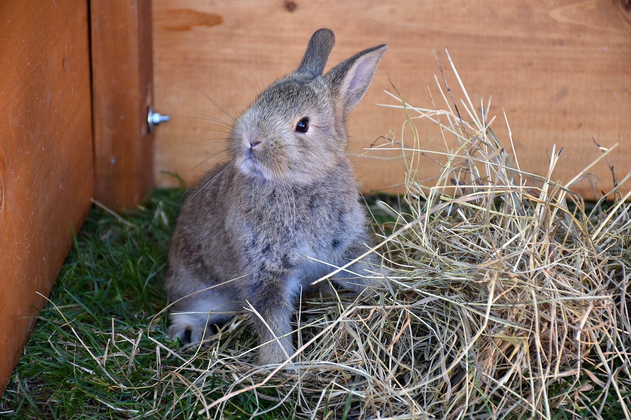 Bunny,  Augintinė,  Triušis,  Gyvūnas, Nemokamos Nuotraukos,  Nemokama Licenzija