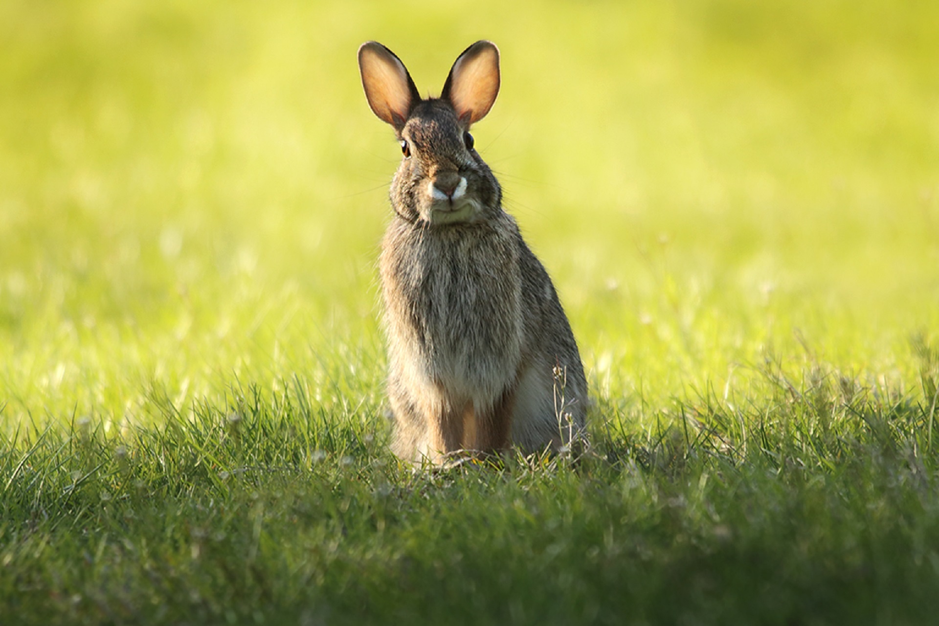 Triušis,  Jackrabbit,  Zuikis,  Cottontail,  Laukiniai,  Gamta,  Laukinė Gamta,  Portretas,  Viešasis & Nbsp,  Domenas