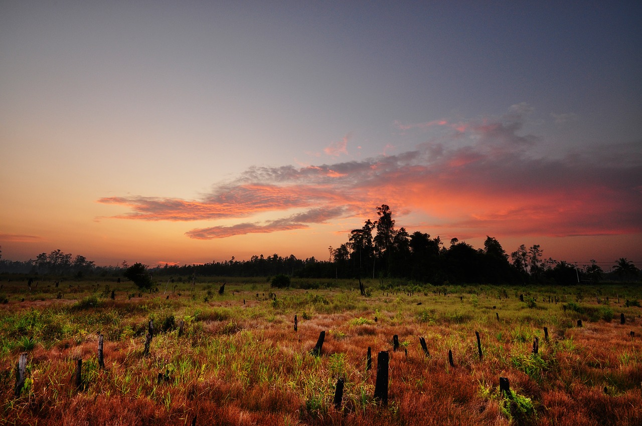 Buntok, Borneo, Indonezija, Nemokamos Nuotraukos,  Nemokama Licenzija