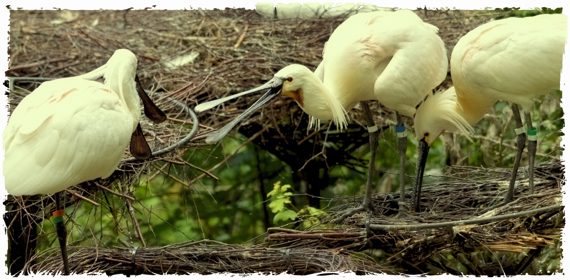 Spoonbill,  Jaunas,  Gamta,  Paukštis,  Vanduo & Nbsp,  Paukštis,  Gyvūnas,  Pavasaris,  Lizdas,  Kovoti