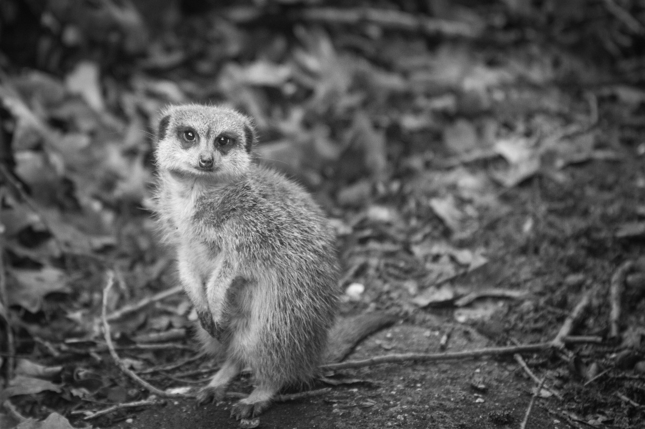 Mėsainiai Zoologijos Sodas, Gamta, Gyvūnai, Nemokamos Nuotraukos,  Nemokama Licenzija