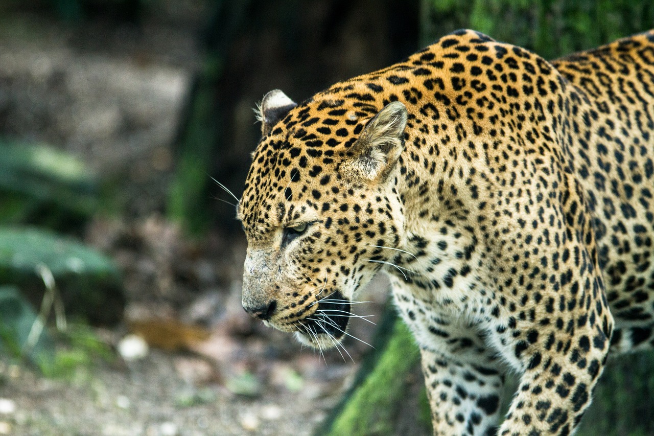 Mėsainiai Zoologijos Sodas, Gamta, Gyvūnai, Nemokamos Nuotraukos,  Nemokama Licenzija