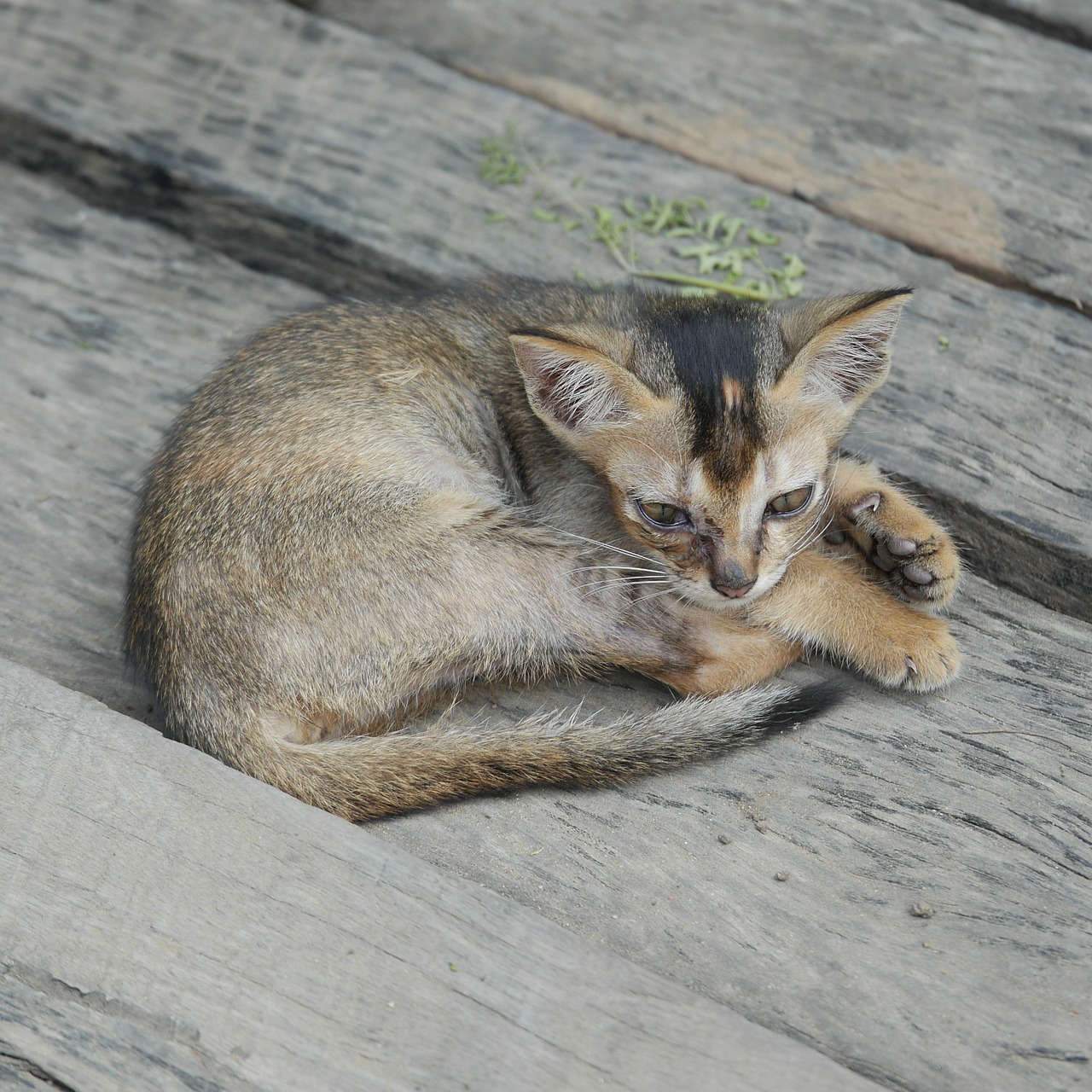 Burmese Katė, Katė, Jaunas Katinas, Kačiukas, Mielas, Gyvūnas, Burma, Mianmaras, Nemokamos Nuotraukos,  Nemokama Licenzija