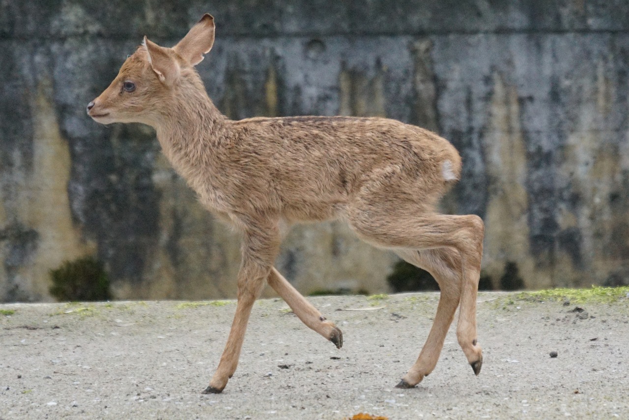 Bermių Elnių Elniai, Paahufer, Jaunas Gyvūnas, Žinduolis, Nemokamos Nuotraukos,  Nemokama Licenzija